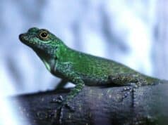 Introducción al mantenimiento en cautividad de Anolis Distichus Ignigularis