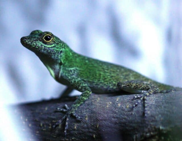 anolisinsularis