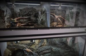 Terrariofilia responsable
