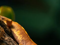 Los pilares de la terrariofilia