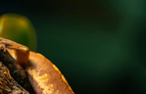 Los pilares de la terrariofilia