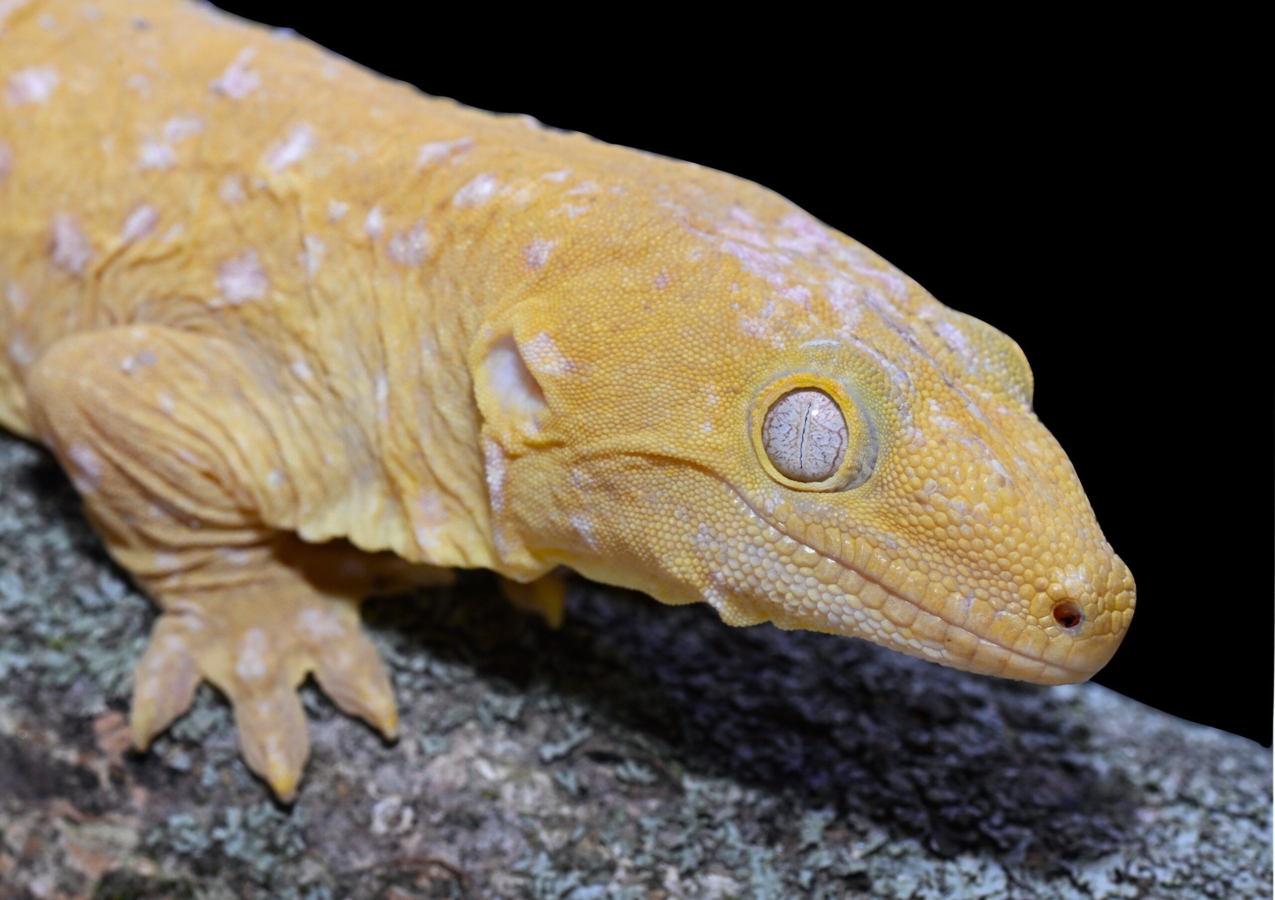 Rhacodactylus leachianus albino; la «suerte» de Harkito reptile