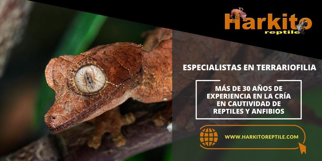Harkito Reptile - Anuncio