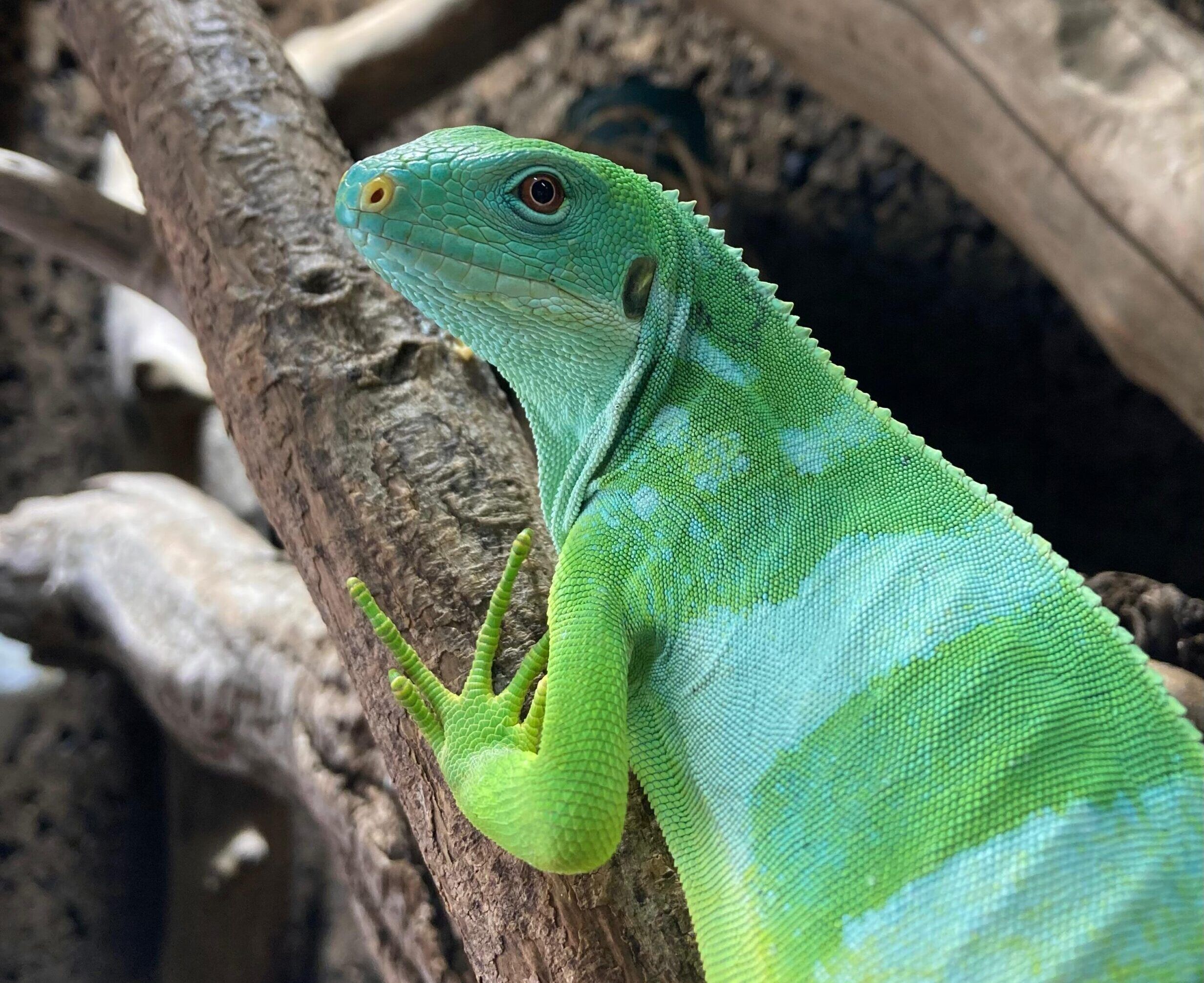 Brachylophus fasciatus, la iguana bandeada de Lau