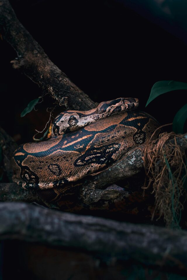 boa constrictor - Danilo marcelino