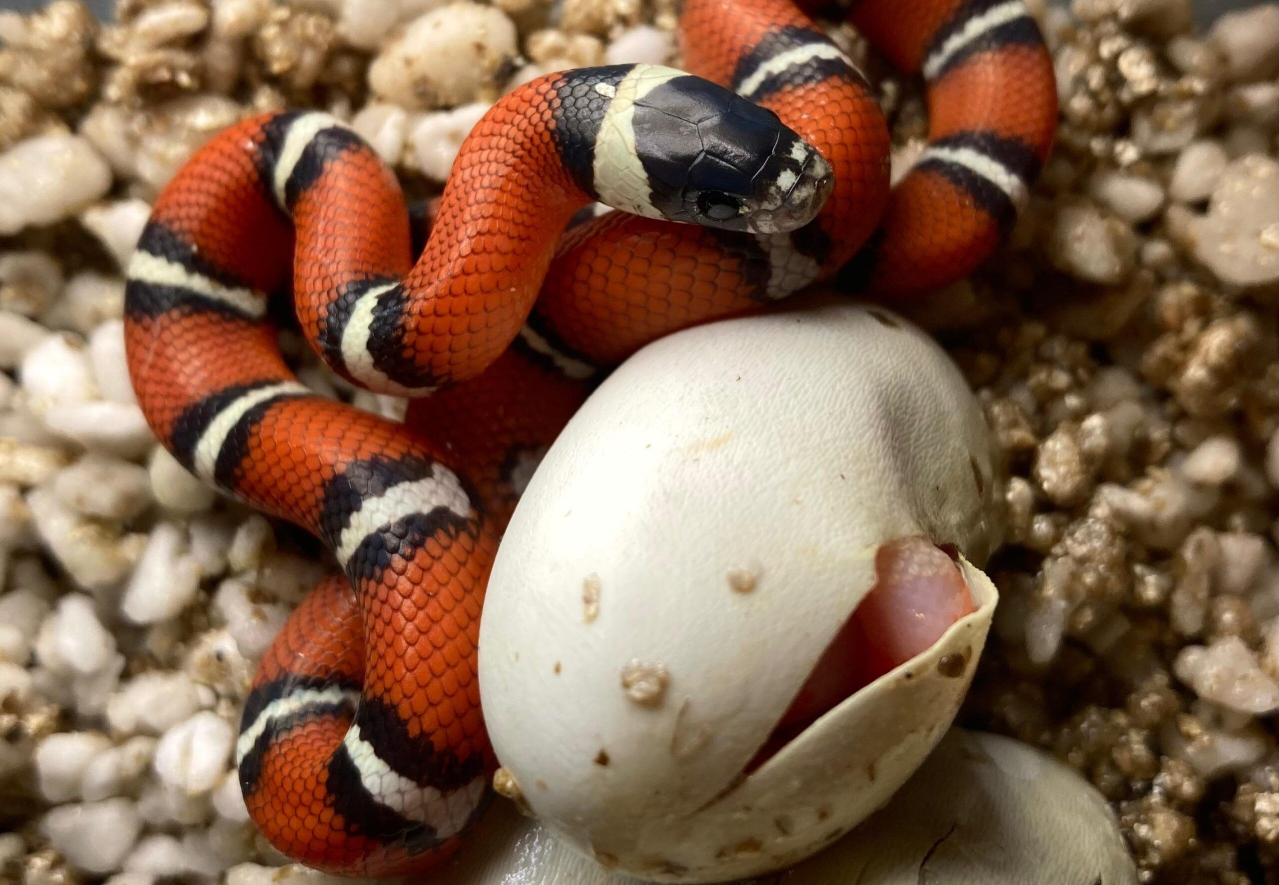 Cría en cautividad de Lampropeltis polyzona nelsoni