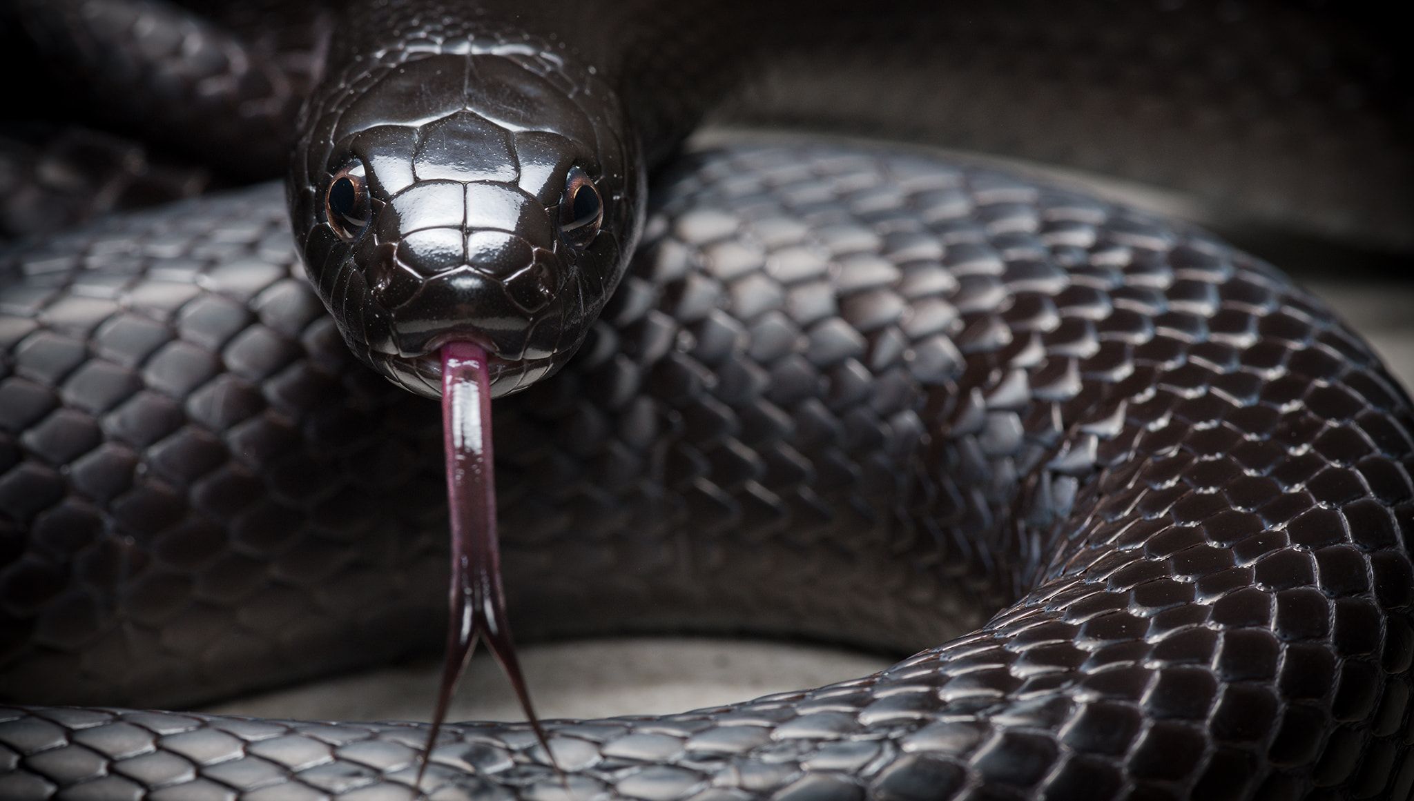 Clasificación del género Lampropeltis