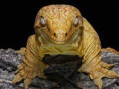 Harkito Reptile, inspiración y respaldo para la terrariofilia