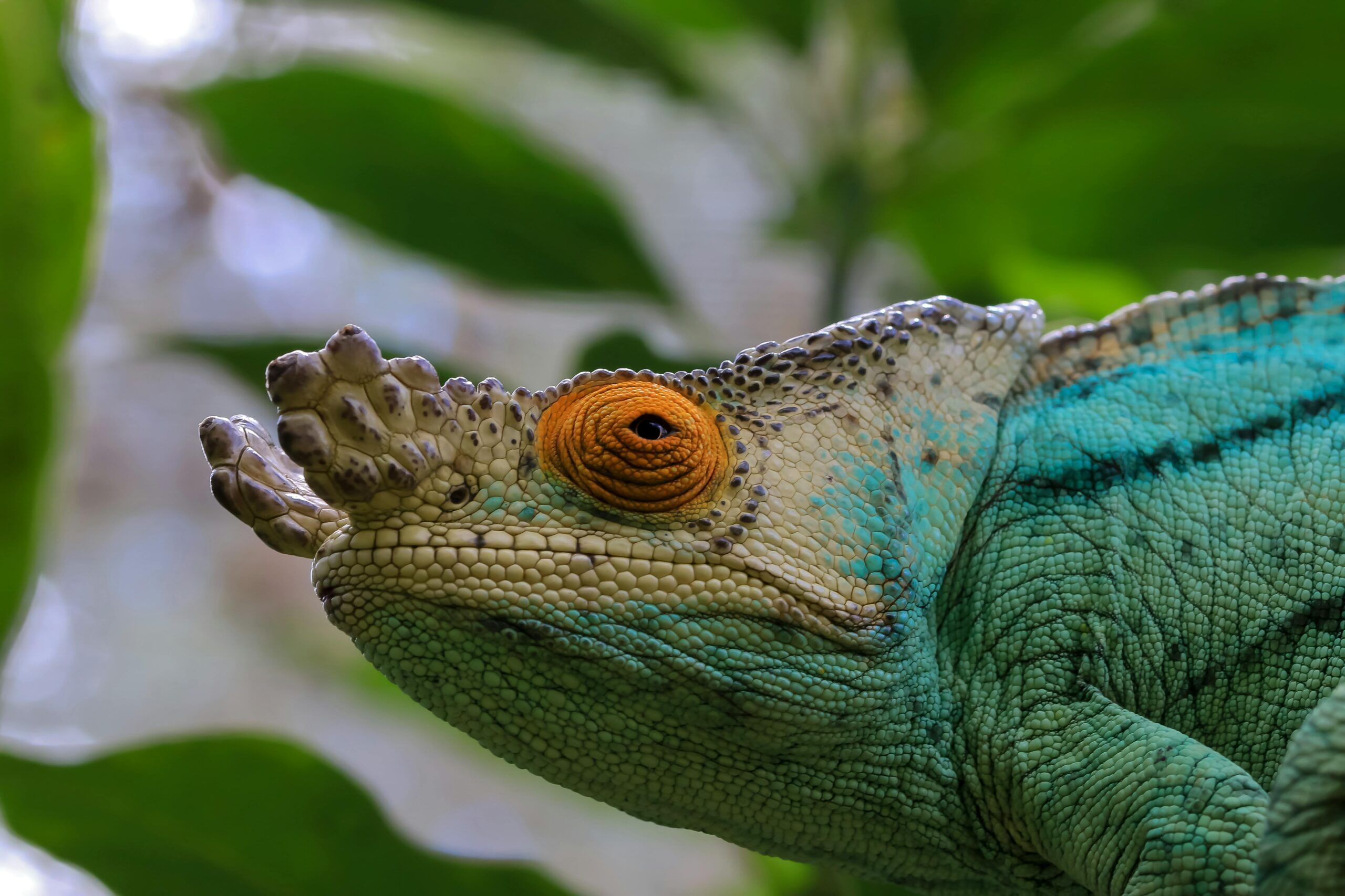 Responsible Herpetoculture Foundation, misión y objetivos