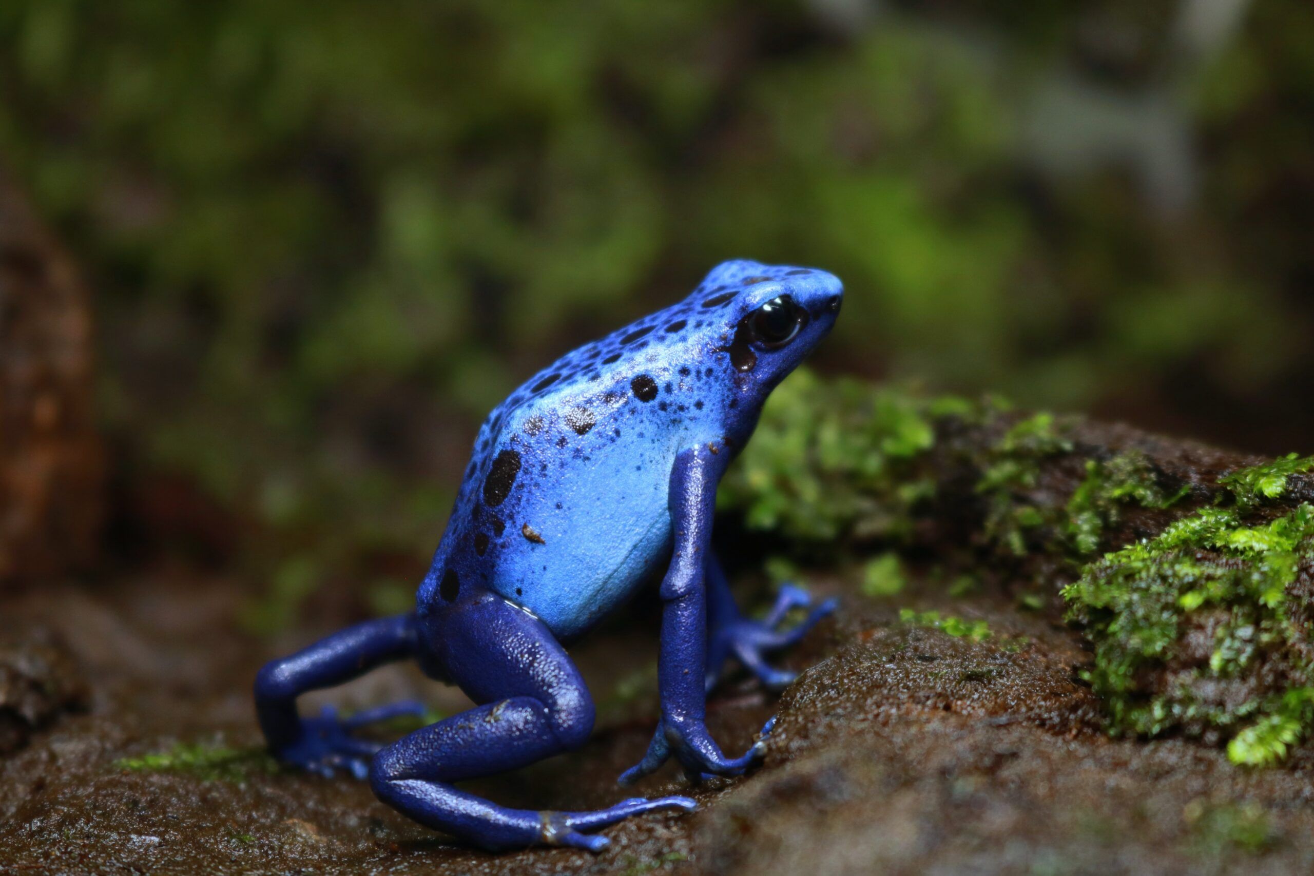 Marinus Hoogmoed y el enigma de la rana azul de Vier Gebroeders