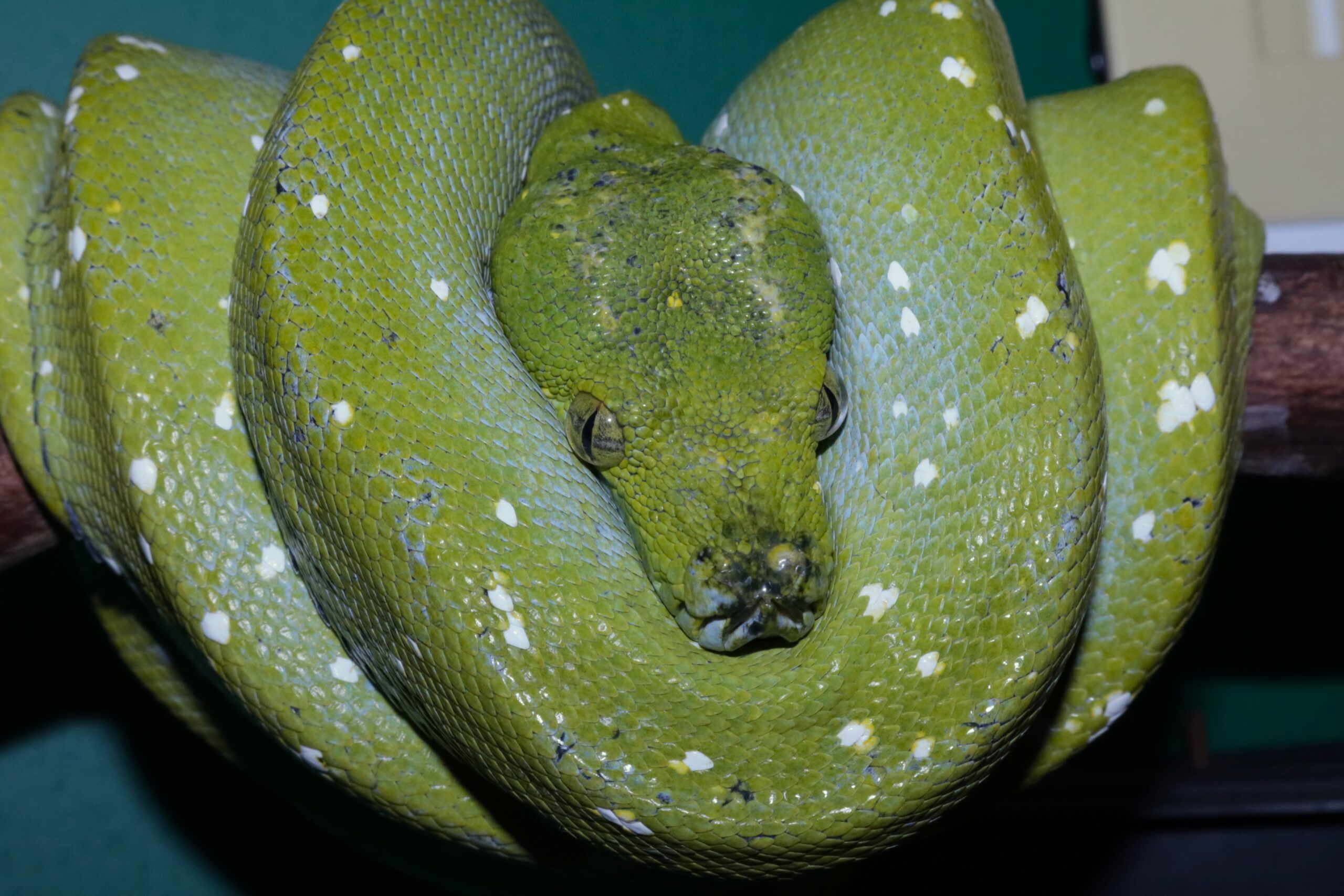 Taxonomía y ecología de Morelia viridis