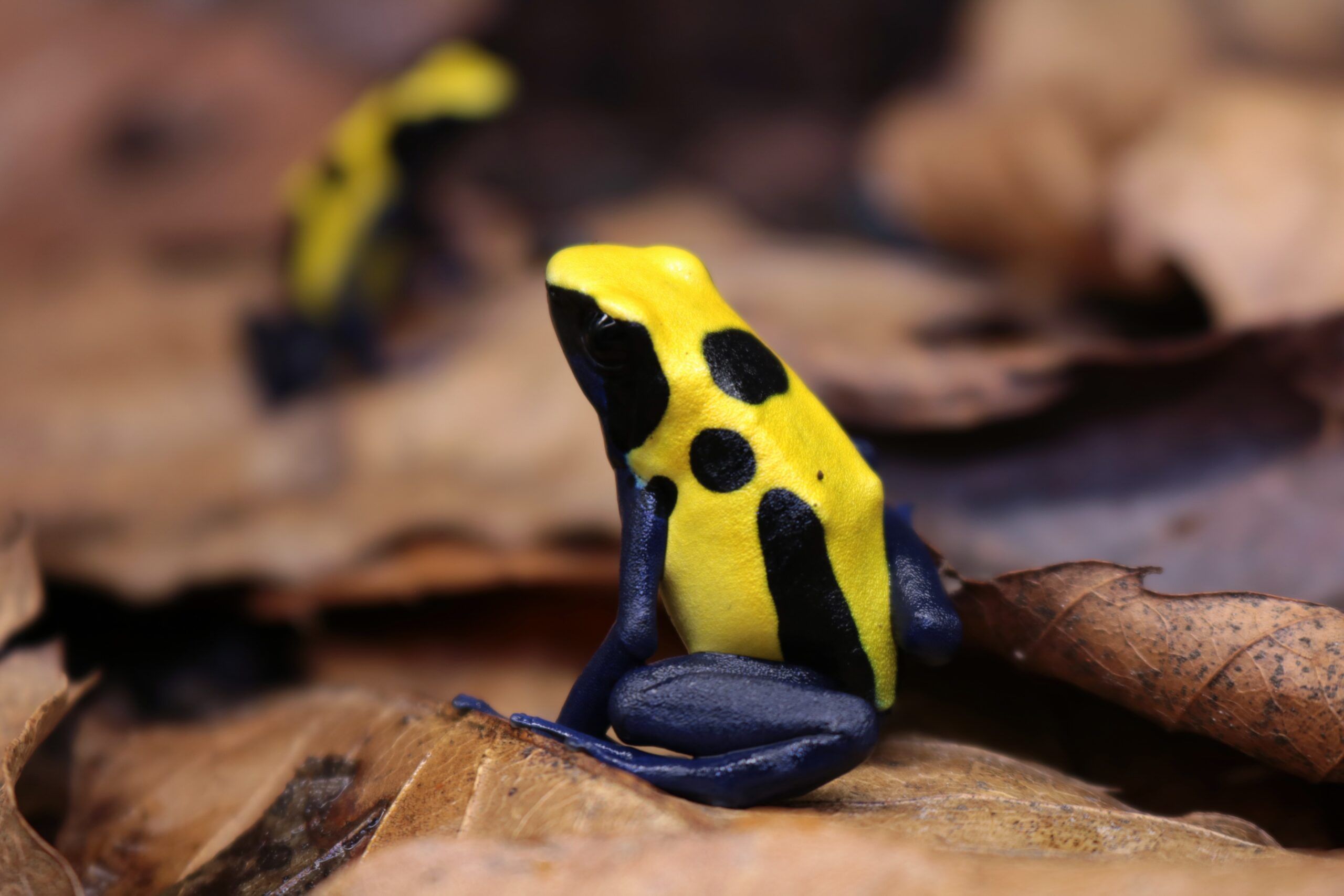 La doble estrategia de las ranas venenosas