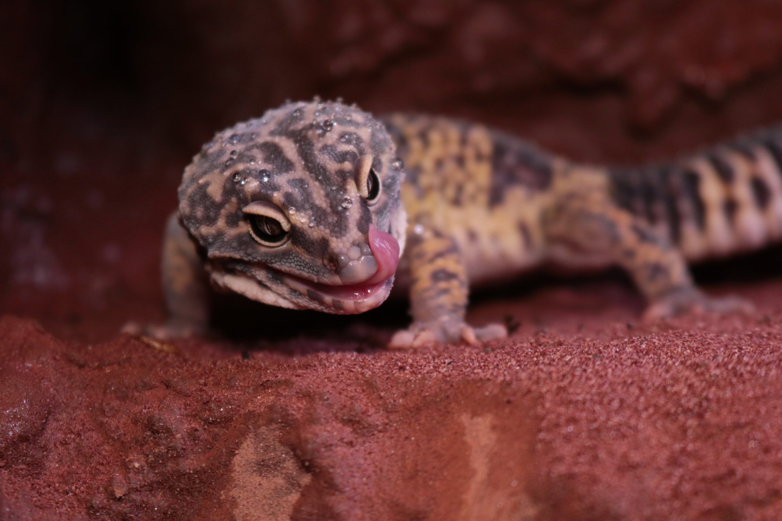 Beneficios del enriquecimiento ambiental en geckos leopardo