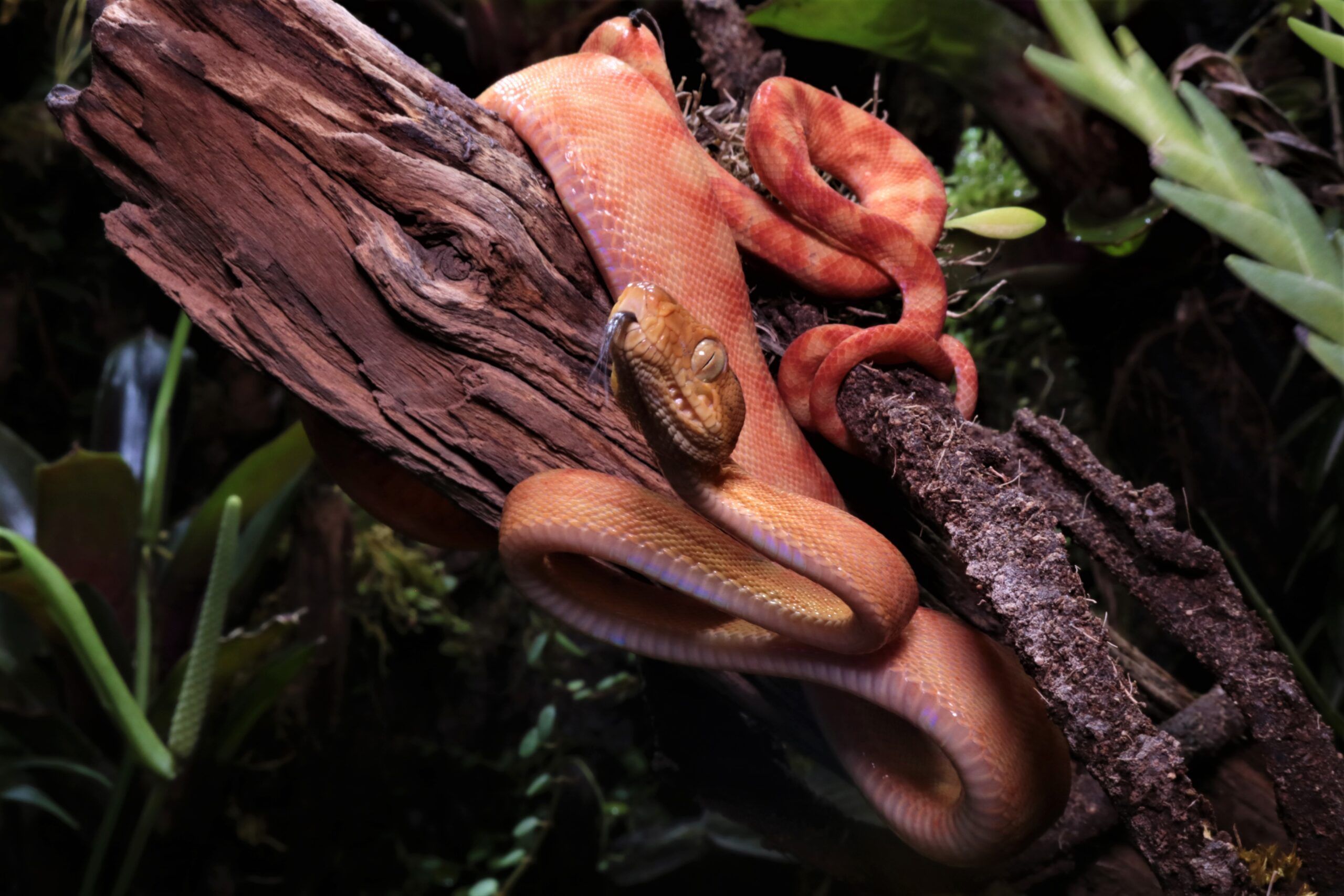 Enriquecimiento ambiental para reptiles en zoológicos europeos, una práctica al alza