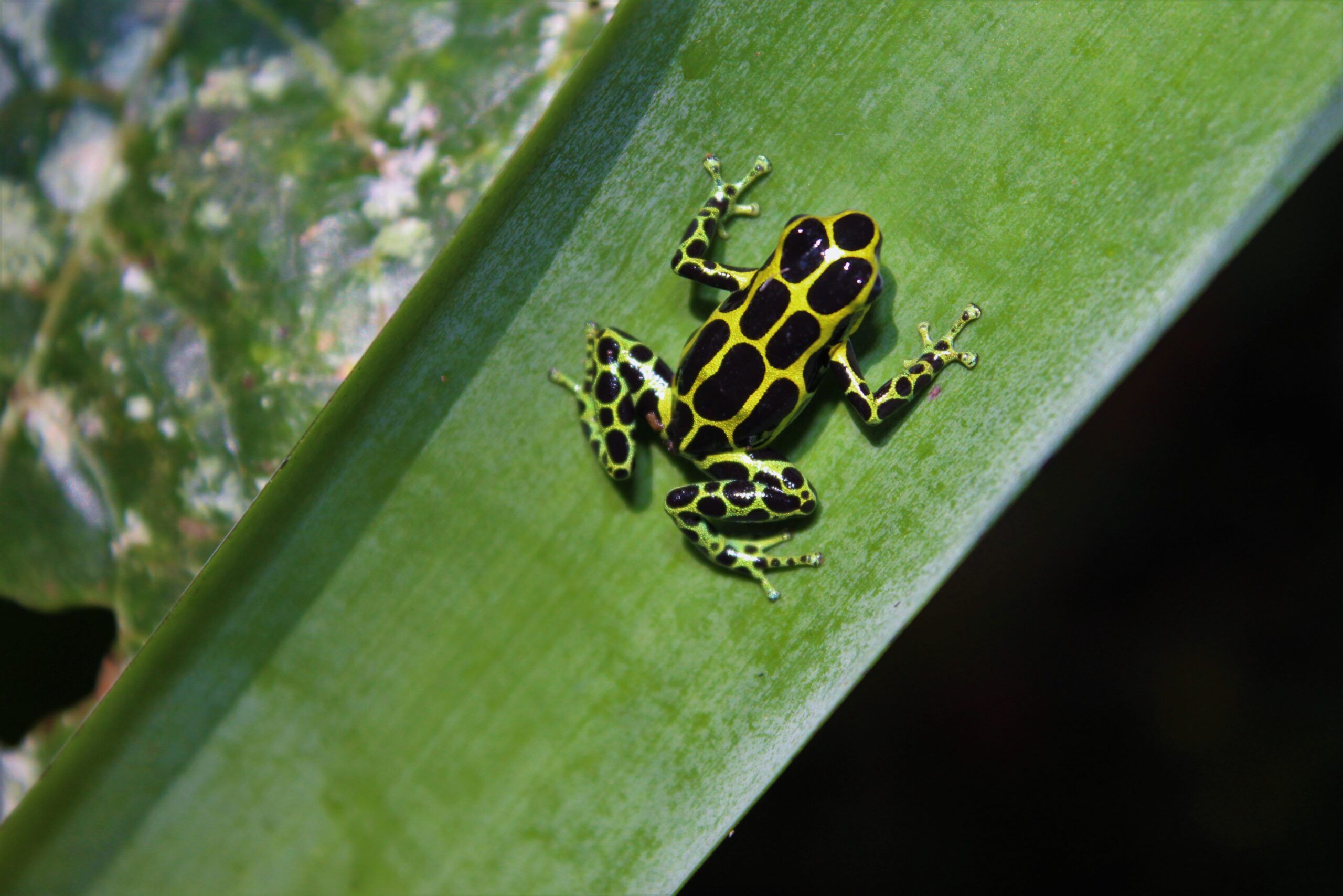 Género Ranitomeya, el tesoro del amazonas