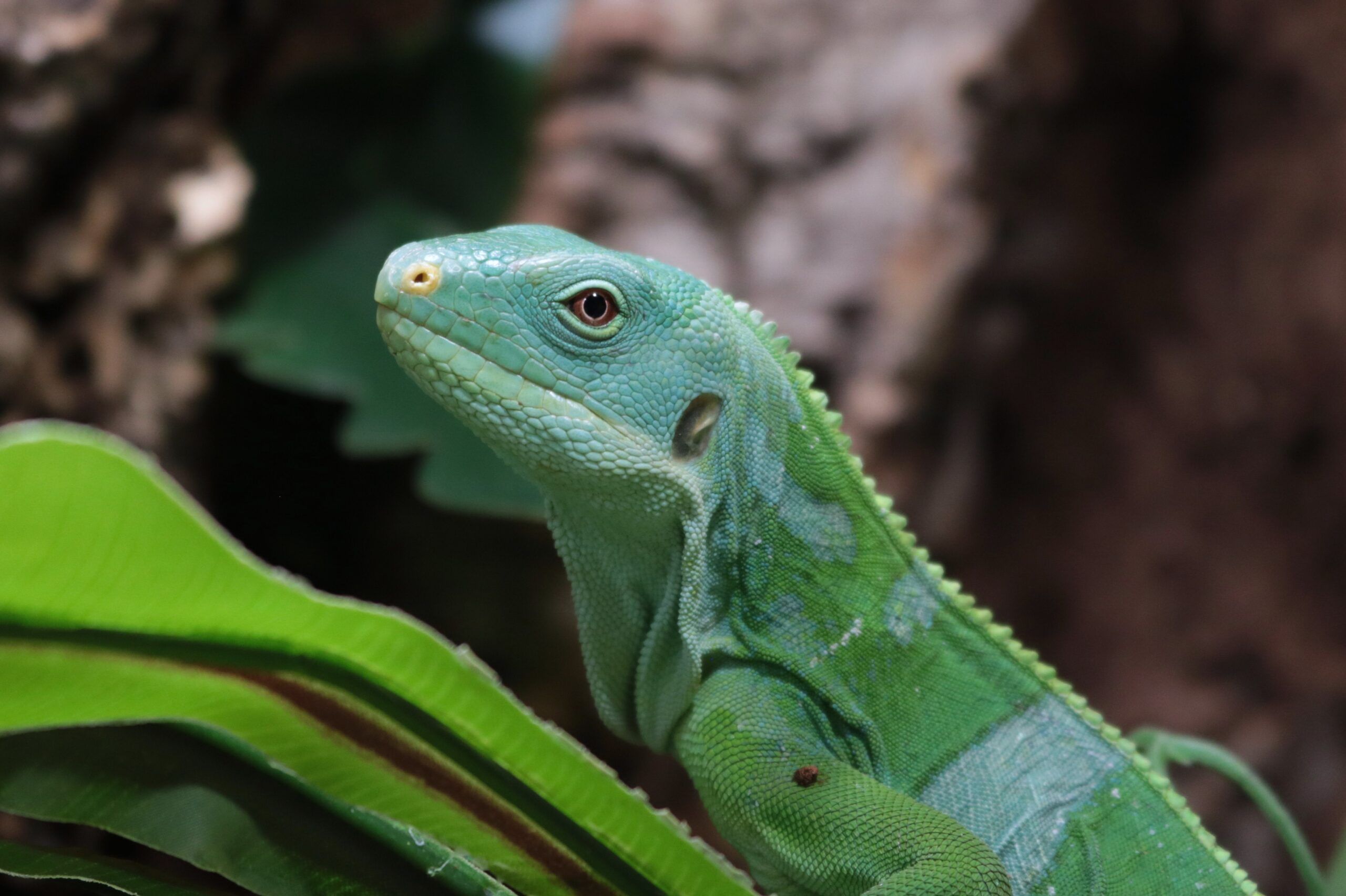 El asombroso viaje de las iguanas: 8.000 km flotando hasta Fiji