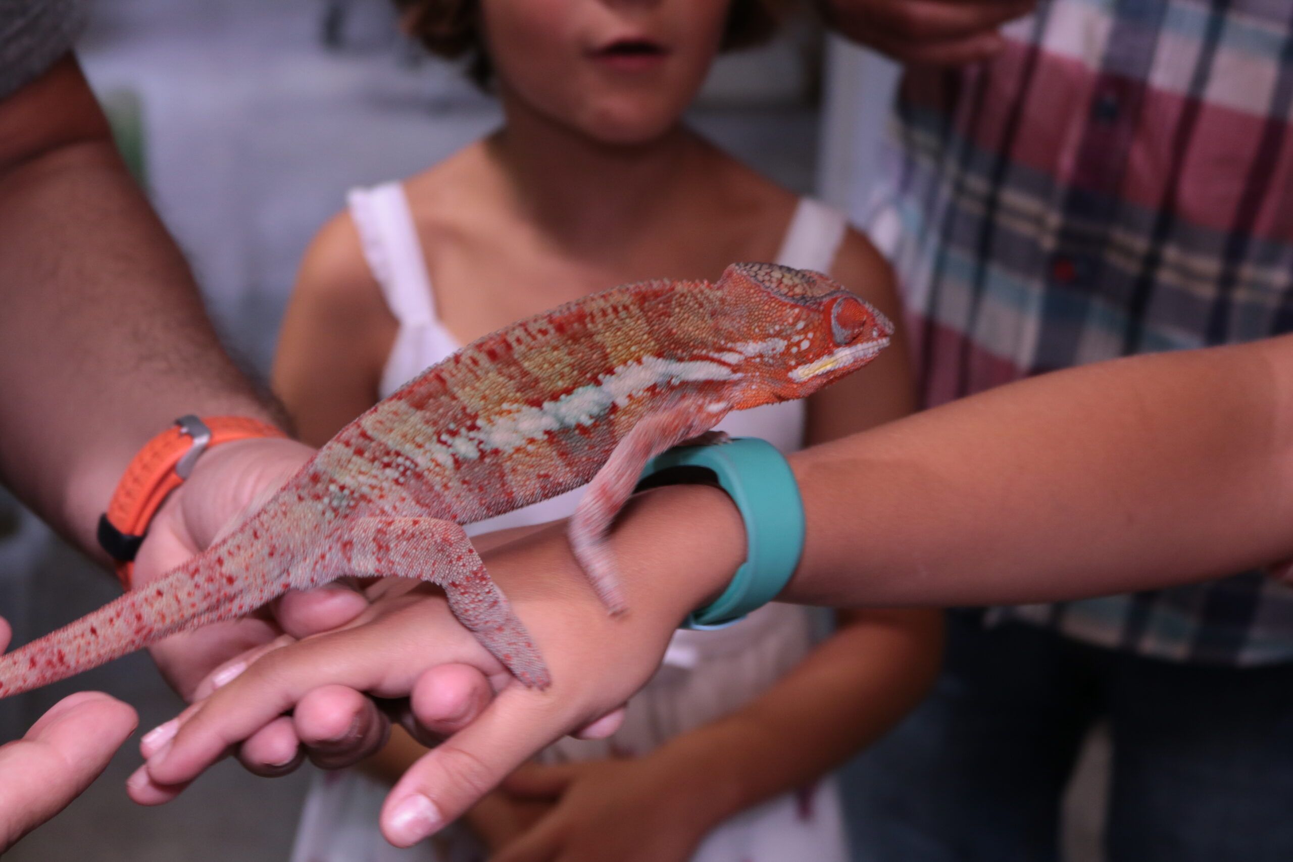 Herpetología y terrariofilia española, una relación imposible