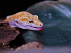 Eublepharis macularius, de las llanuras del Sindh a la cría selectiva