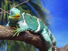 Fiji lanza una alerta internacional para frenar el comercio ilegal de la iguana crestada