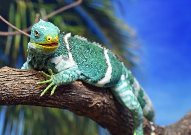 iguana-chameleon-lizard-reptile-0635ab9df0bdaae134cd7d93eddf3d14