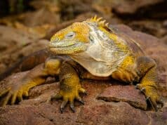 El comercio ilícito de iguanas de Galápagos: una amenaza para la biodiversidad… y para la terrariofilia