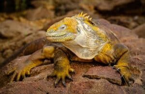 El comercio ilícito de iguanas de Galápagos: una amenaza para la biodiversidad… y para la terrariofilia