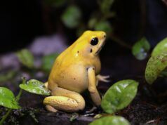 El descubrimiento de Phyllobates terribilis
