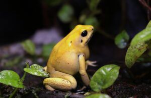 El descubrimiento de Phyllobates terribilis