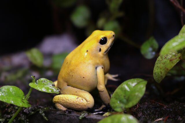 phylloart