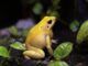 El descubrimiento de Phyllobates terribilis