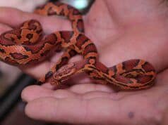 Cómo el enriquecimiento y el manejo mejoran la vida de nuestras serpientes del maíz
