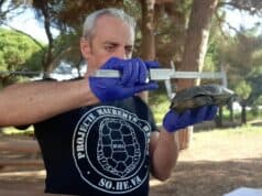 Jordi Hernández: seis años a pie de río por los galápagos autóctonos