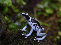 Morfos de Dendrobates tinctorius