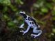 Morfos de Dendrobates tinctorius