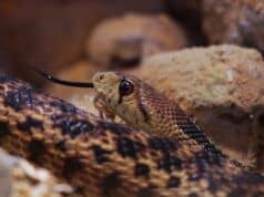 Kingsnake.com: el adiós a una página que marcó una era en la herpetocultura