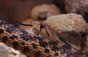 Kingsnake.com: el adiós a una página que marcó una era en la herpetocultura