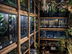 Harkito Reptile, inspiración y respaldo para la terrariofilia