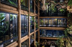 Harkito Reptile, inspiración y respaldo para la terrariofilia