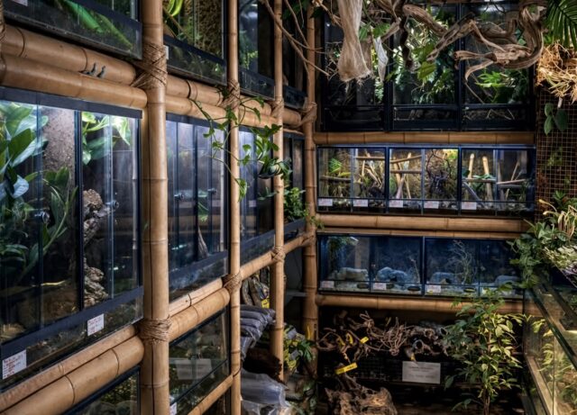 harkito reptile terrariofilia