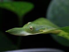 La DGHT y el potencial de cría en cautividad de reptiles y anfibios