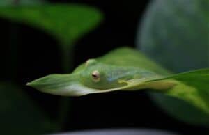 La DGHT y el potencial de cría en cautividad de reptiles y anfibios