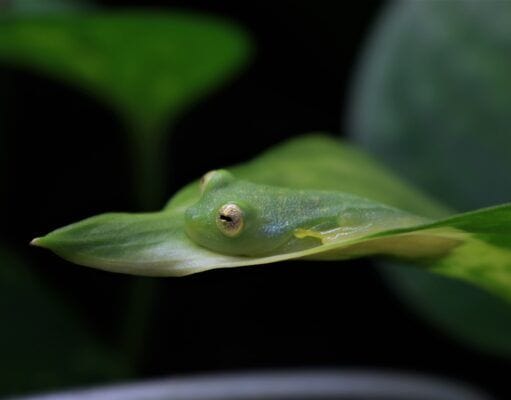 La DGHT y el potencial de cría en cautividad de reptiles y anfibios