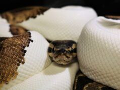Python regius: el lienzo de la herpetocultura
