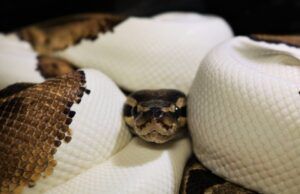 Python regius: el lienzo de la herpetocultura