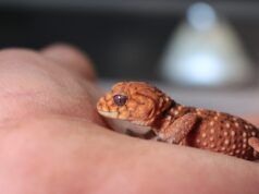 Desinformación y terrariofilia