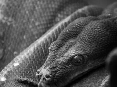 Orígenes y evolución de la Herpetocultura