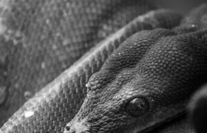Orígenes y evolución de la Herpetocultura