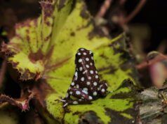 El redescubrimiento de Excidobates mysteriosus