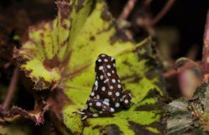 El redescubrimiento de Excidobates mysteriosus
