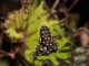 El redescubrimiento de Excidobates mysteriosus